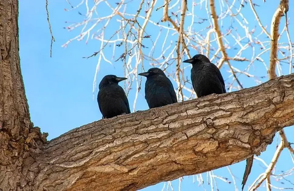 3 crows biblical meaning