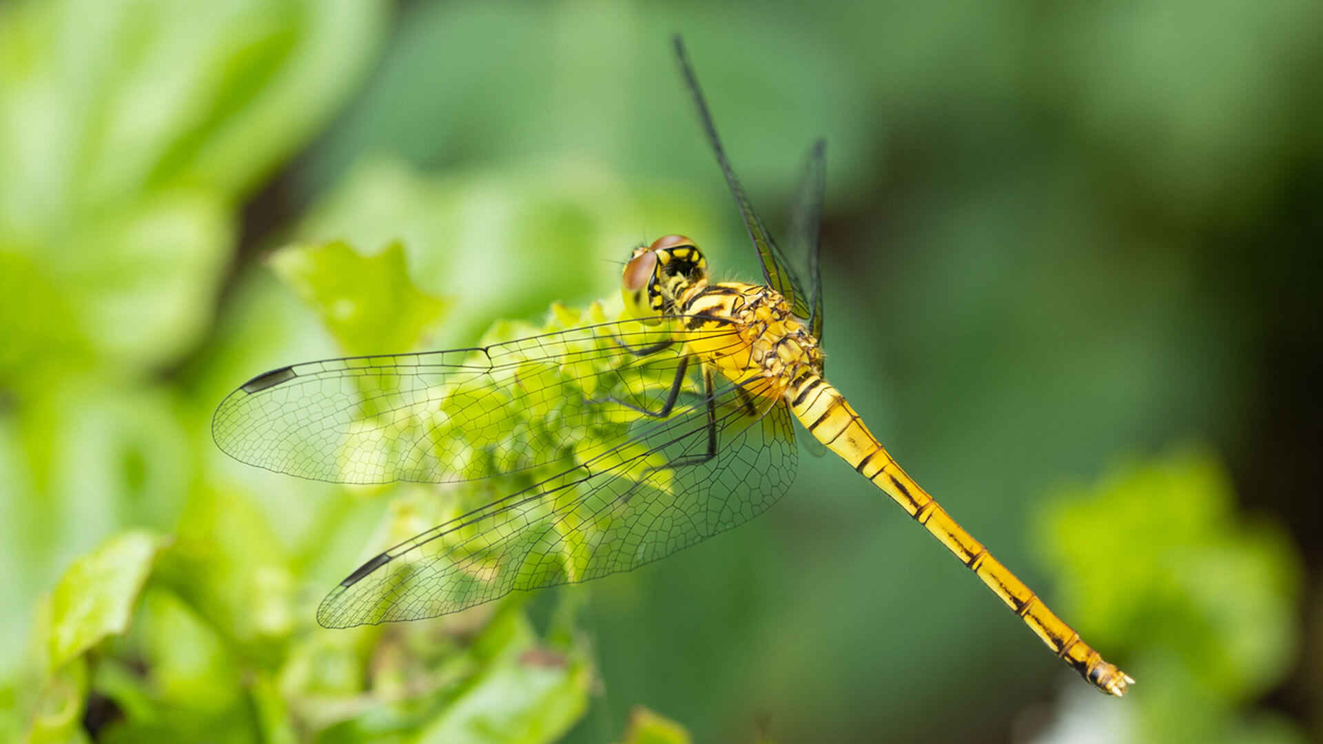 A Deeper Dive into the Biblical Meaning of a Dragonfly