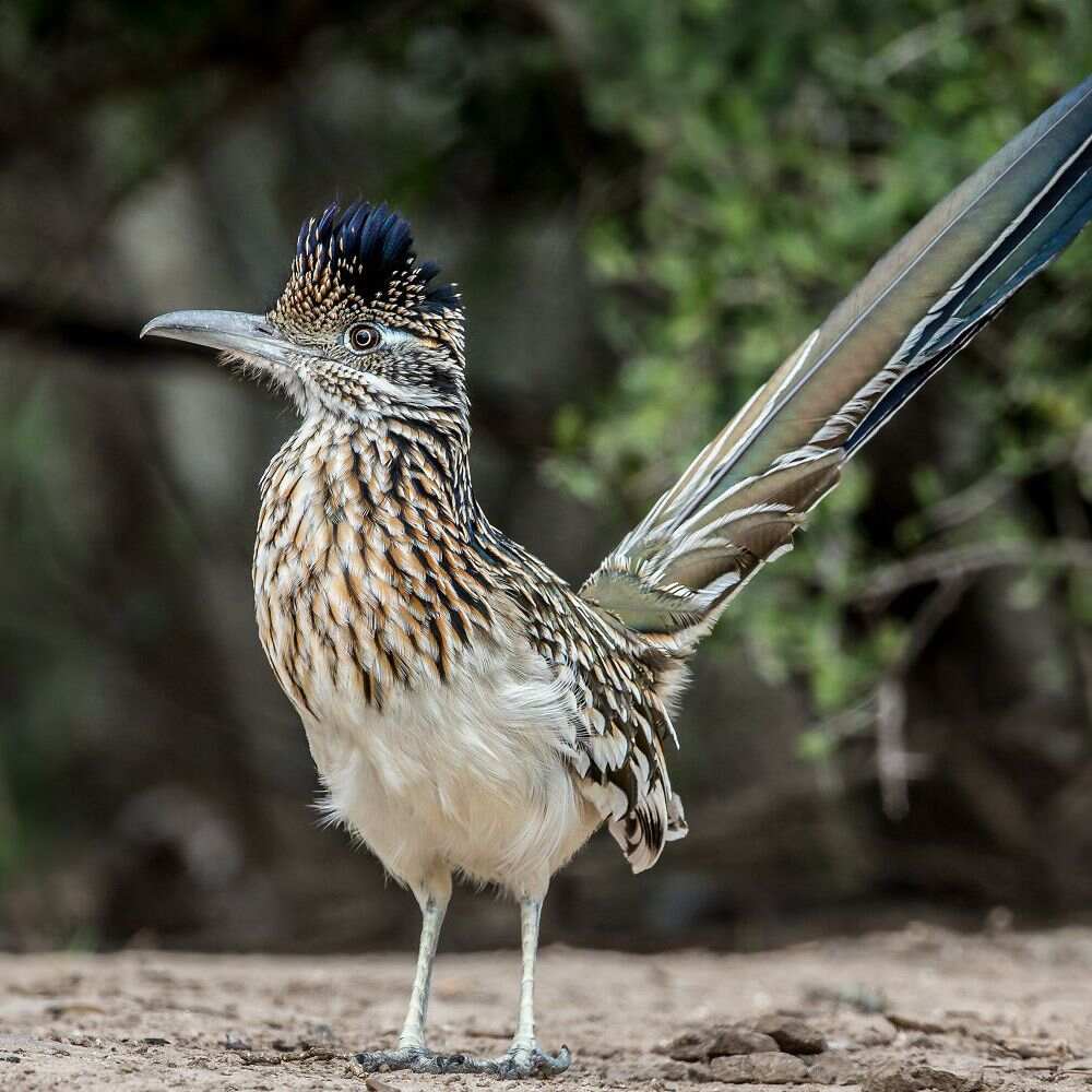 Biblical Meaning of the Roadrunner