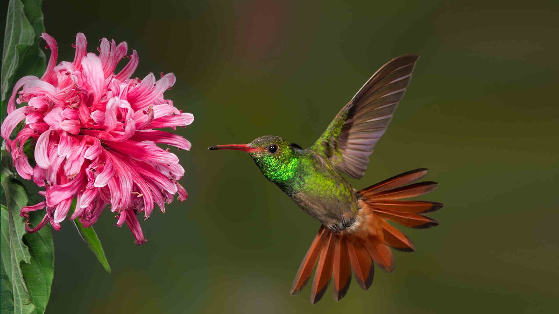 Biblical Significance of Hummingbirds