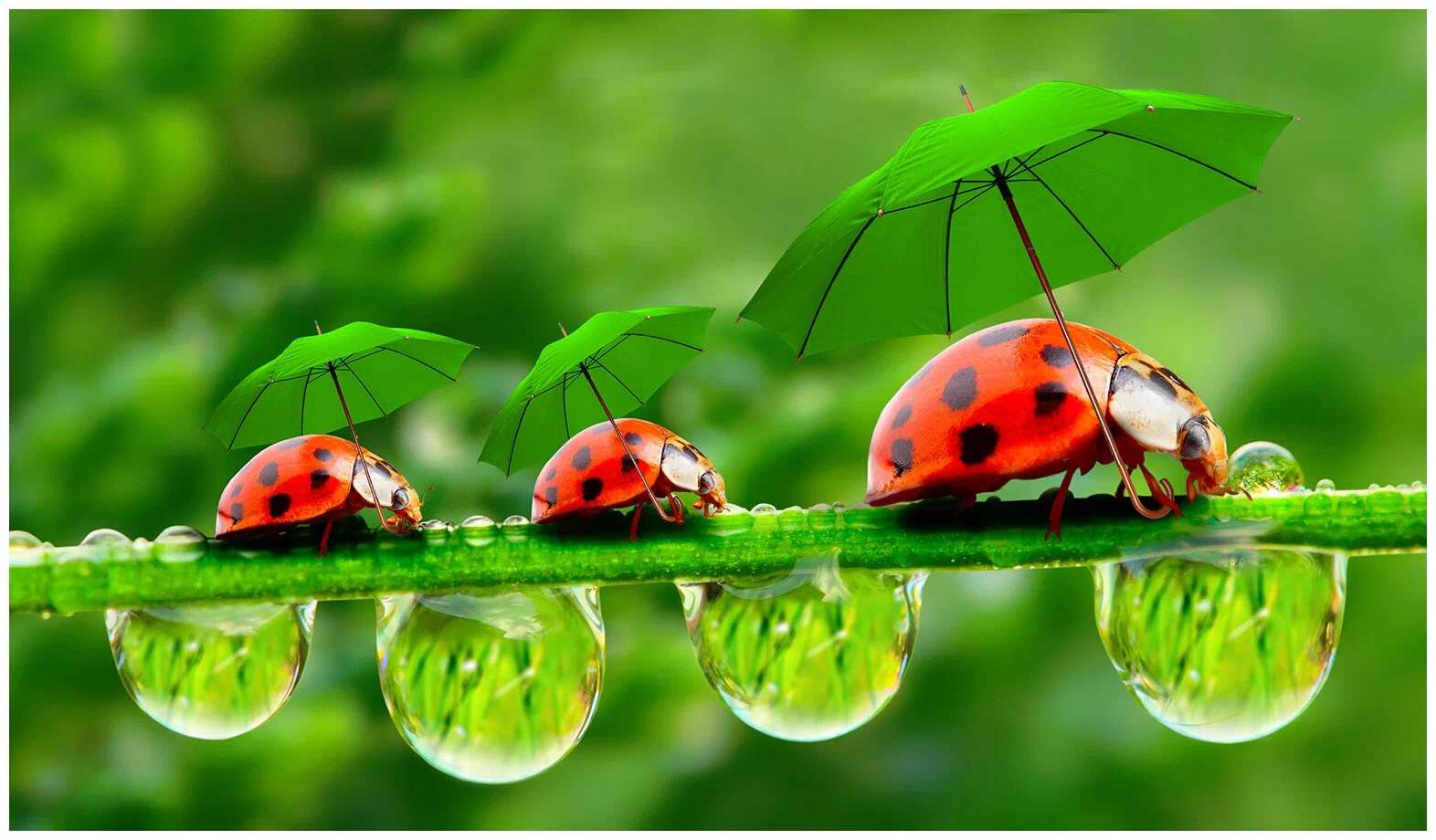 Diving Deep into the Biblical Significance of Ladybugs