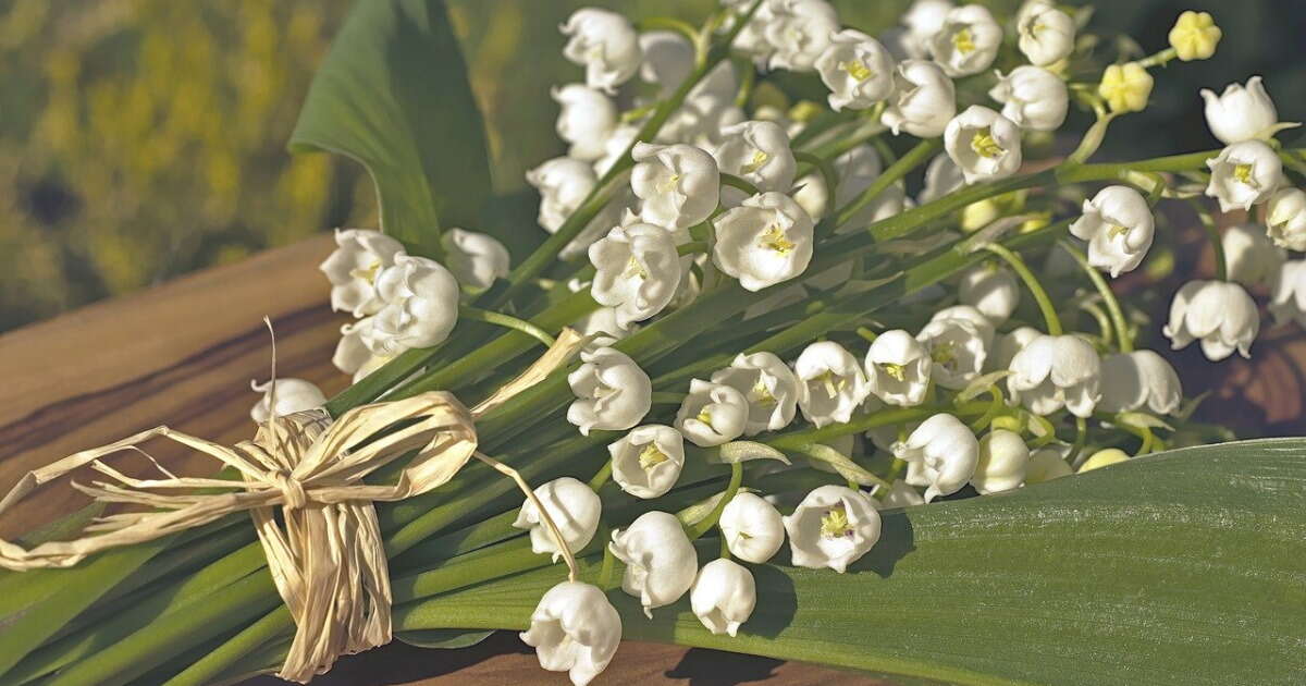 Interpreting Biblical Significance of the Lily of the Valley