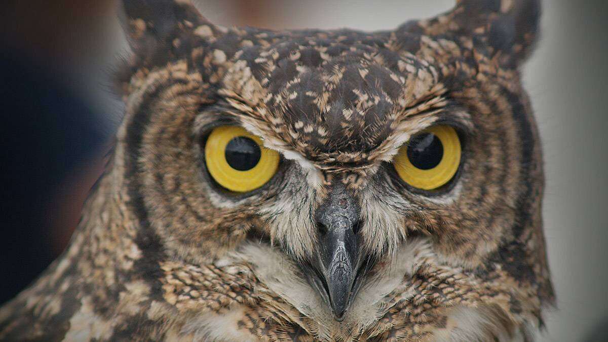 Interpreting the Biblical Meaning of an Owl Hooting