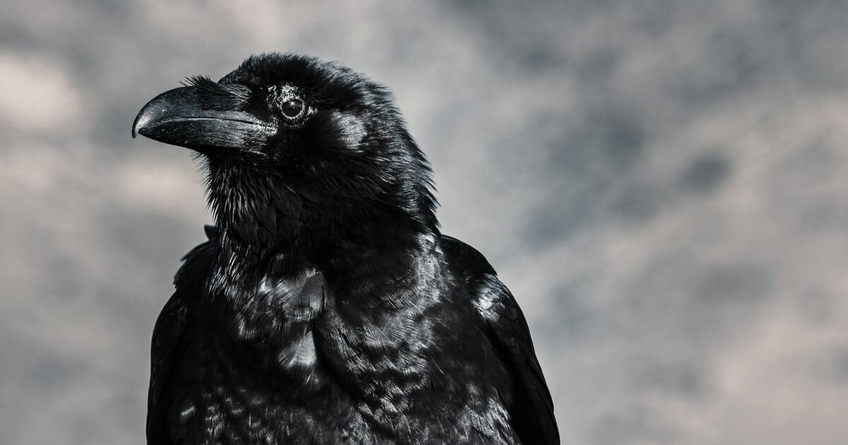 The Biblical Meaning of Crows