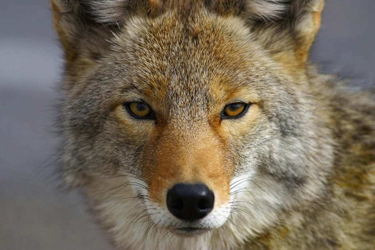 The Biblical Meaning of Seeing a Coyote