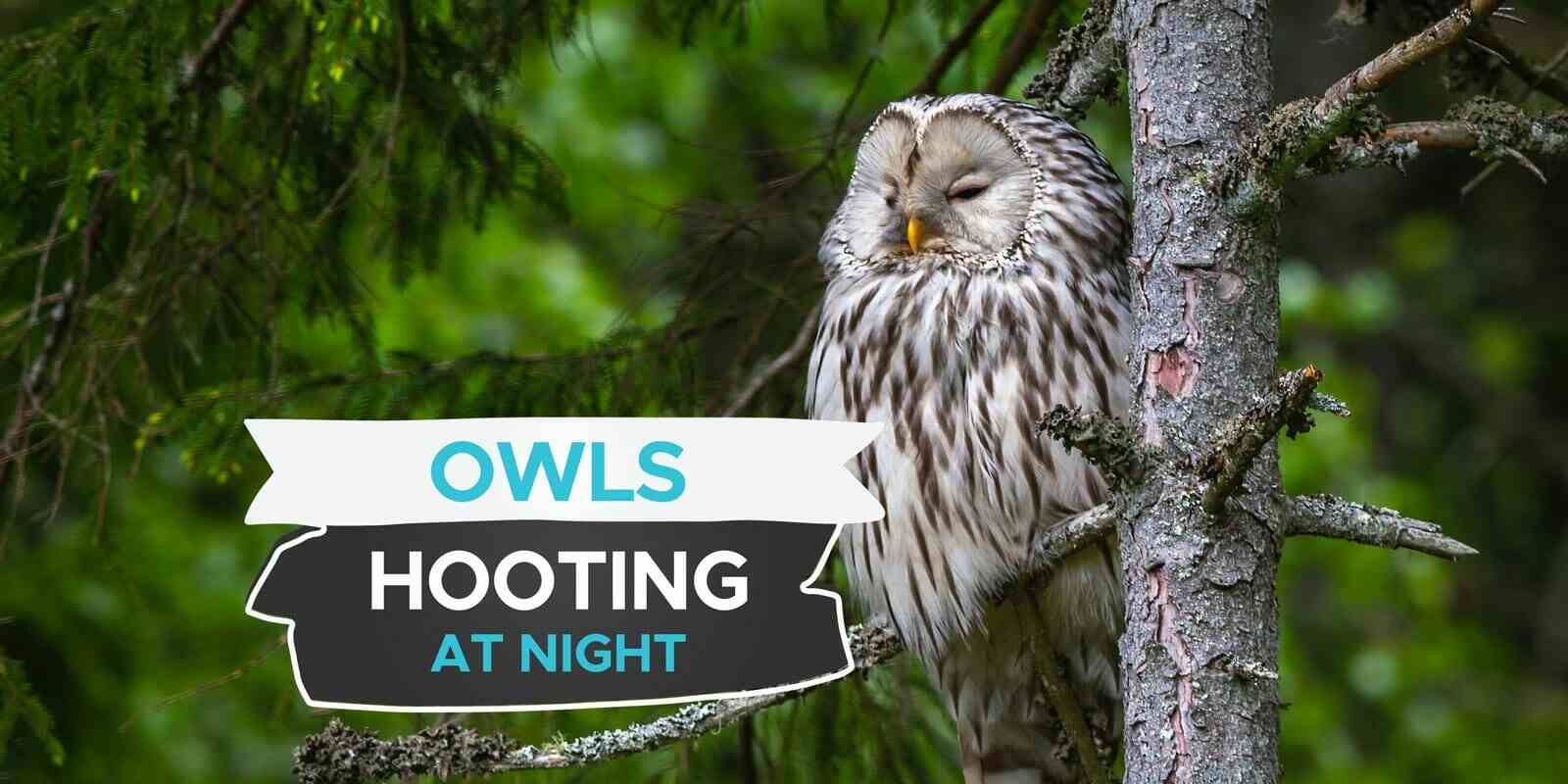 The Spiritual Meaning Of Hearing An Owl Hooting At Night