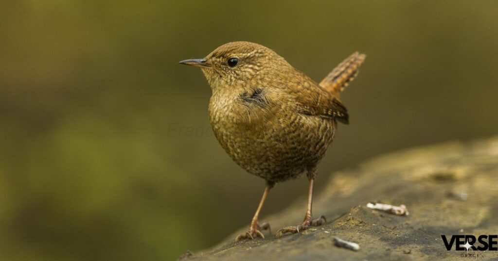 Biblical Meaning of the Name Wren