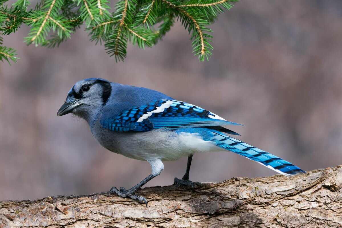 biblical meanings of blue jay