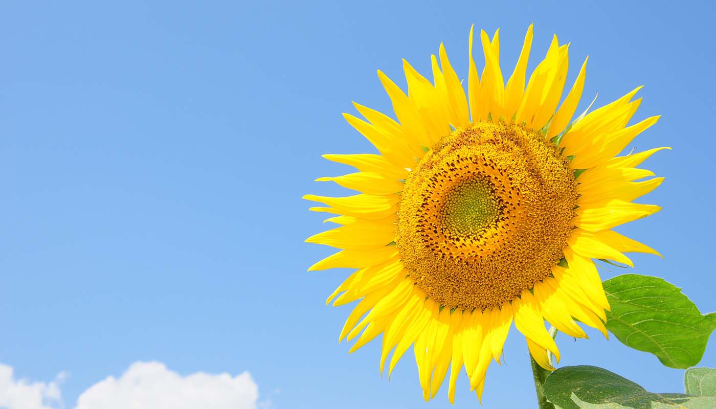 the biblical meanings of a sunflower