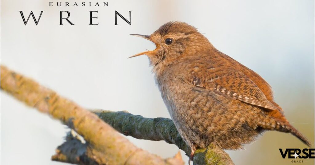 The Symbolism of Birds in the Bible and Its Connection to Wren