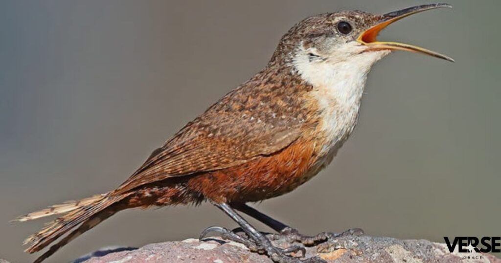 Understanding the Essence of the Name Wren