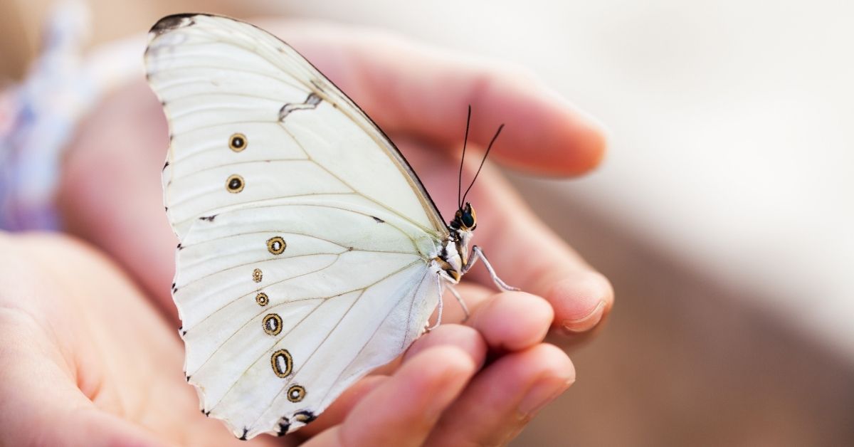 white butterfly meaning in the Bible