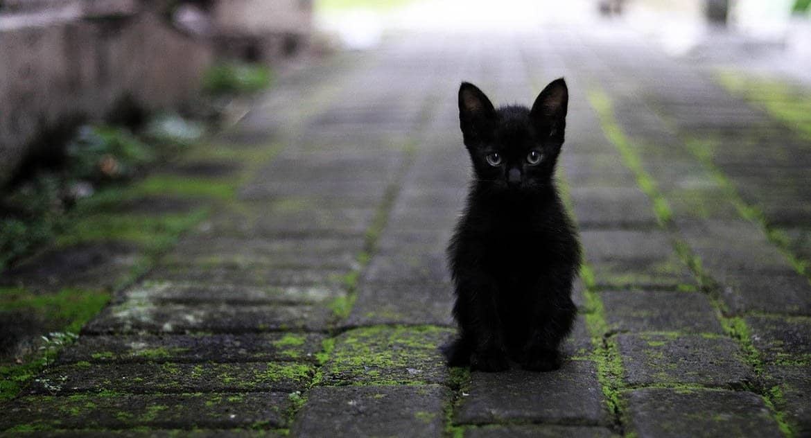 Black Cat Coming To Your House Spiritual Meaning