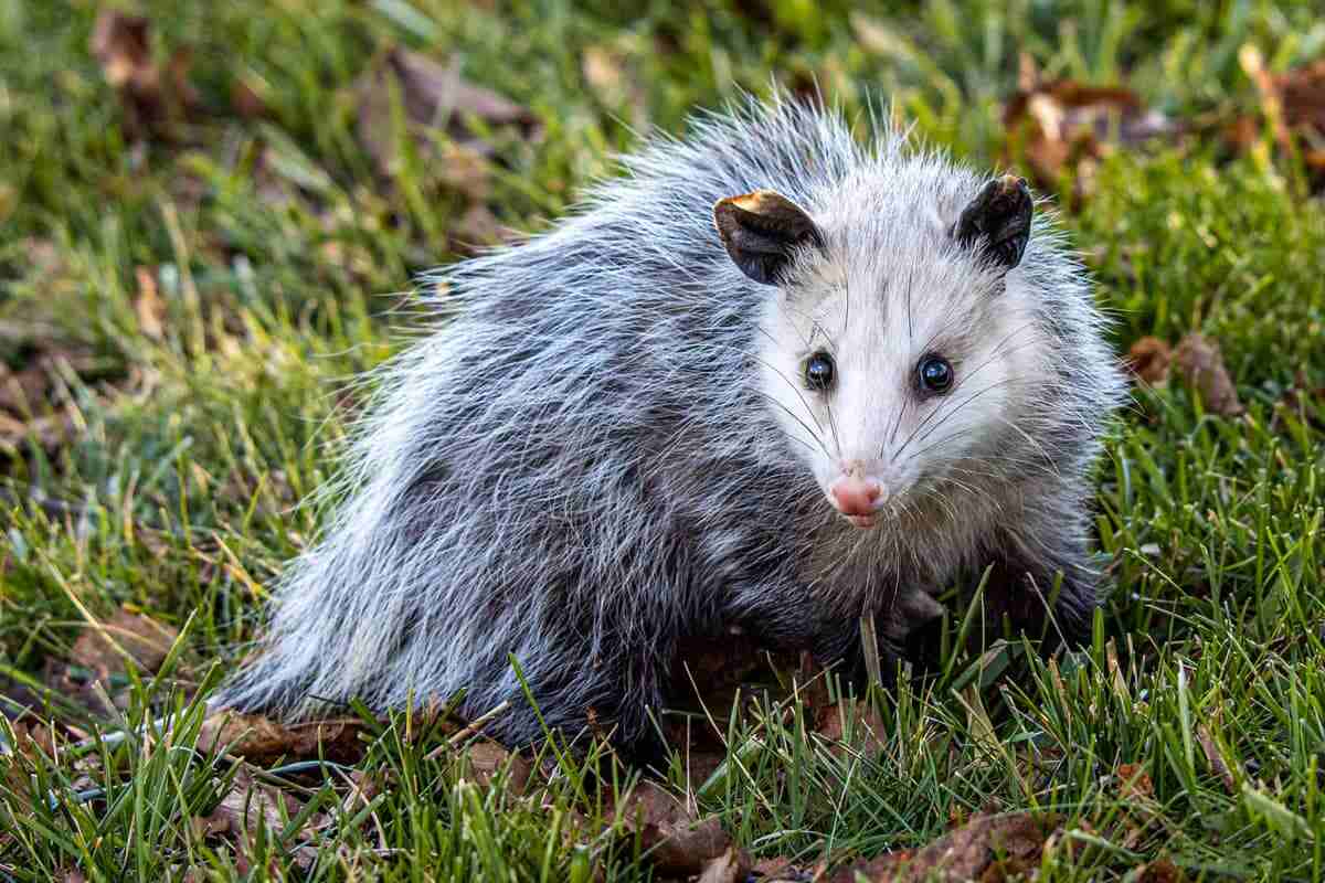 Dead Possum Spiritual Meaning