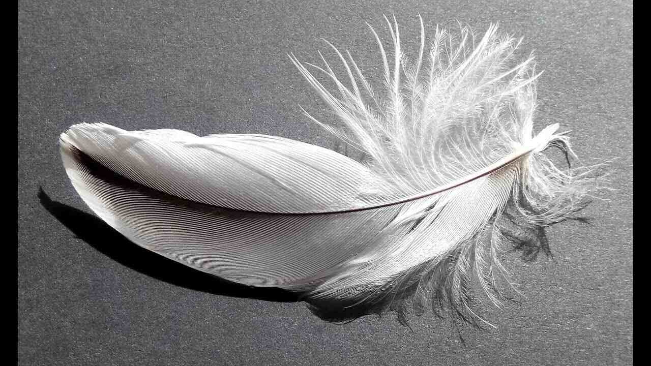 Grey And White Mixed Feather Meaning In The Bible