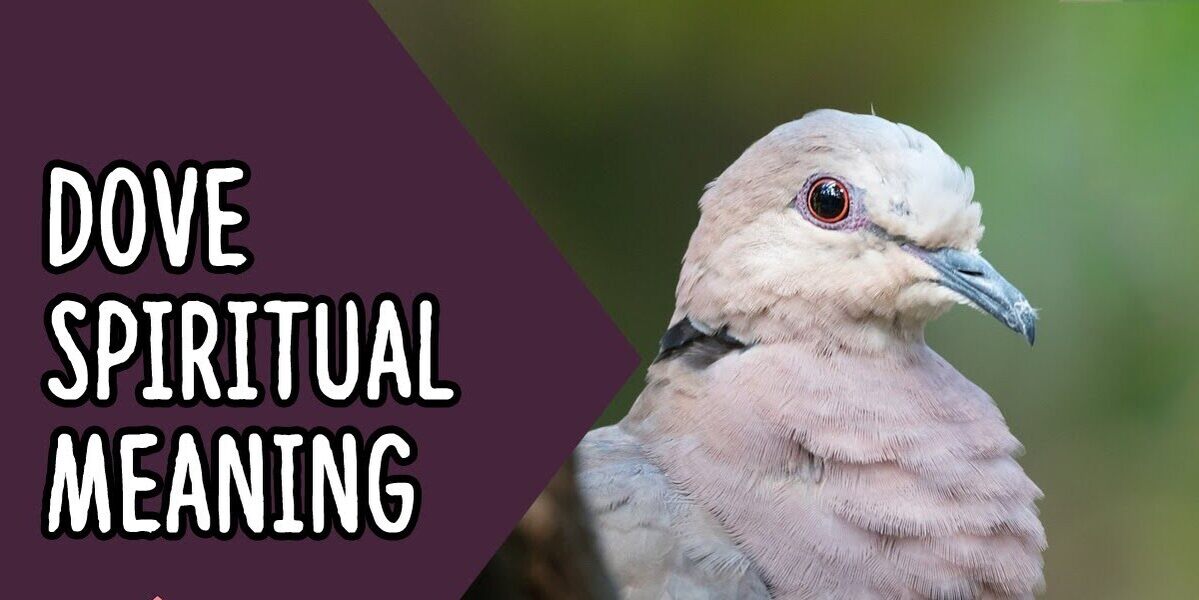 Mourning Dove Spiritual Meaning Explained Completely