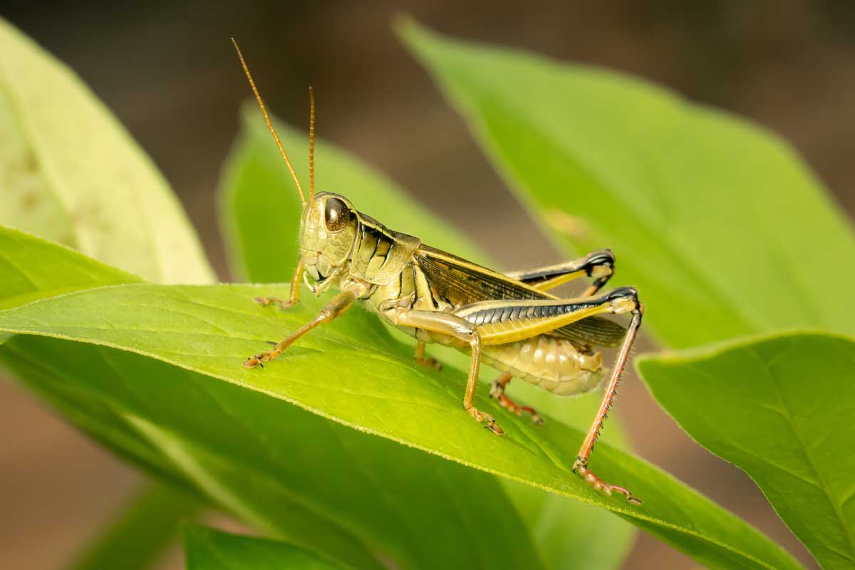 Spiritual Meaning Of A Cricket In House