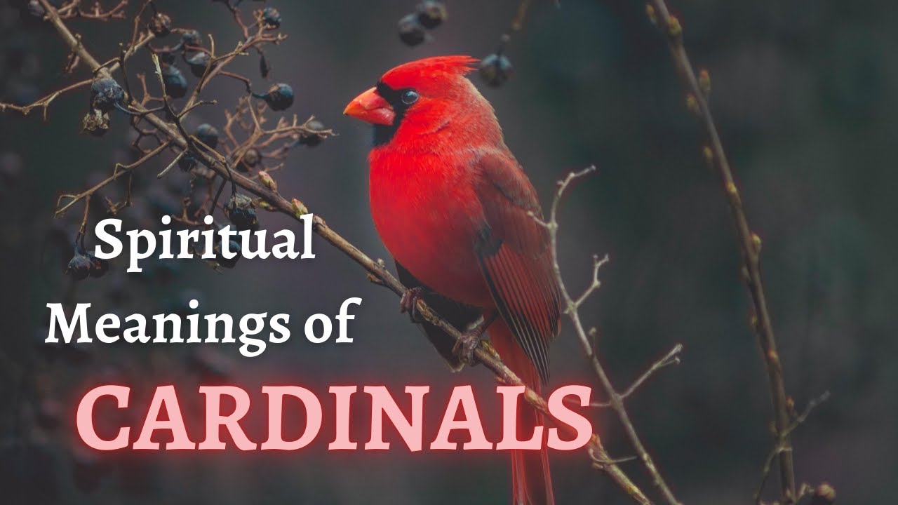 Spiritual Meaning Of Cardinal Tapping On Window