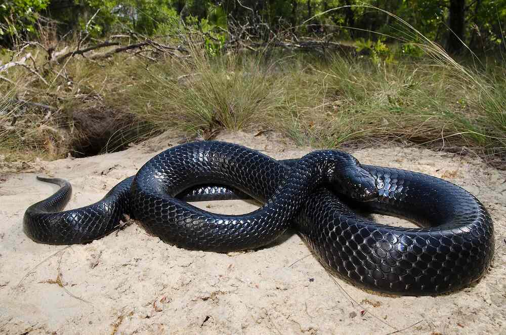 Spiritual Meaning Of Seeing A Snake In Your Path