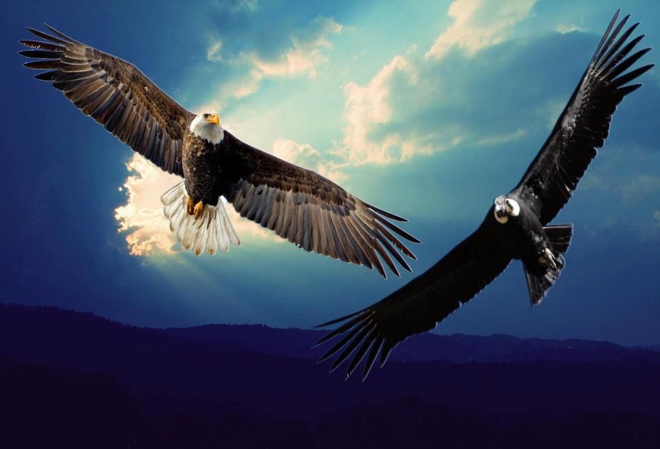 The Spiritual Meaning Of Seeing Two Eagles Flying Together