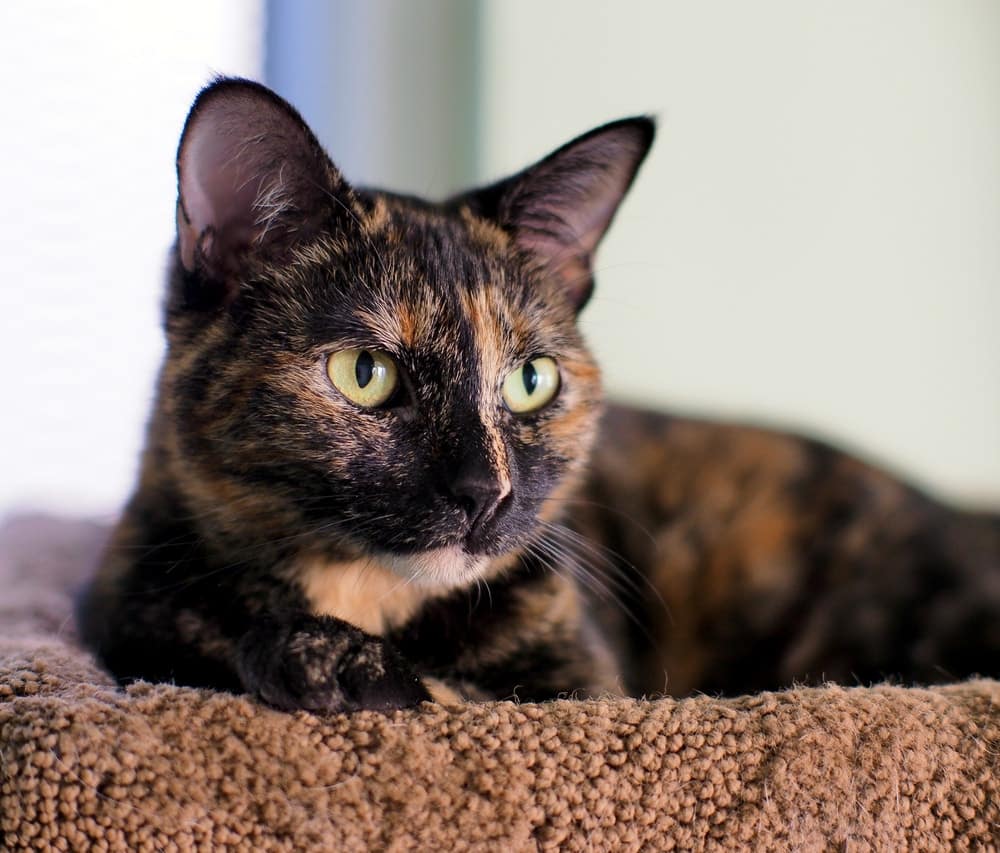 Tortoiseshell Cat Spiritual Meaning