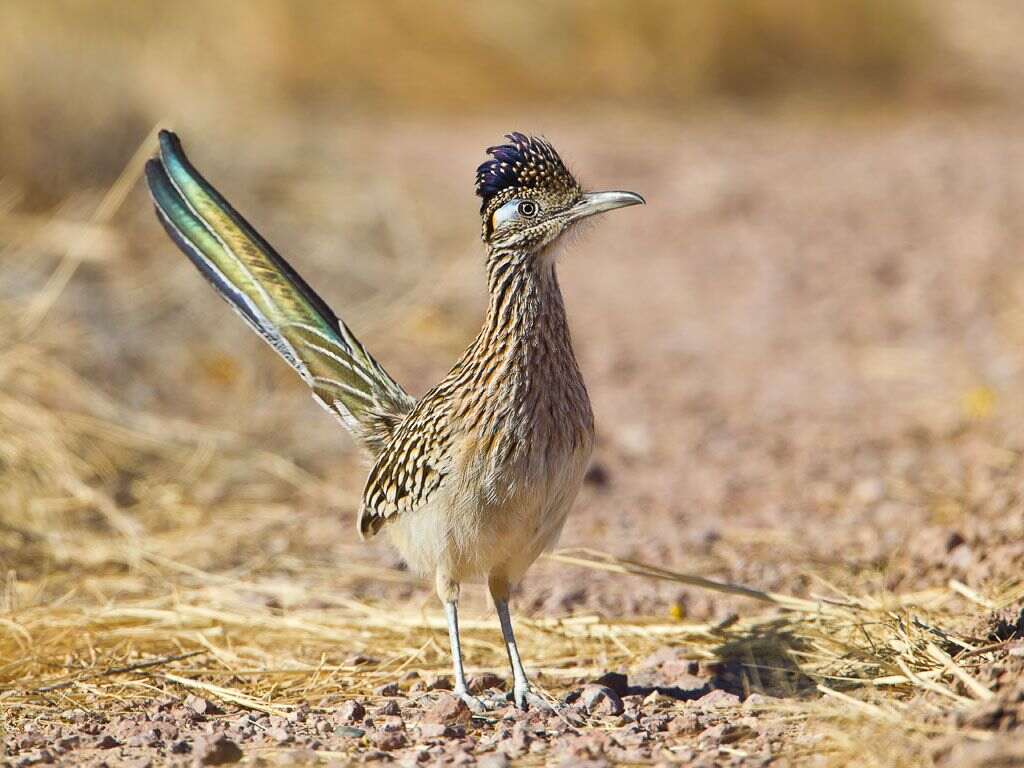 What to Expect When a Roadrunner Crosses Your Path