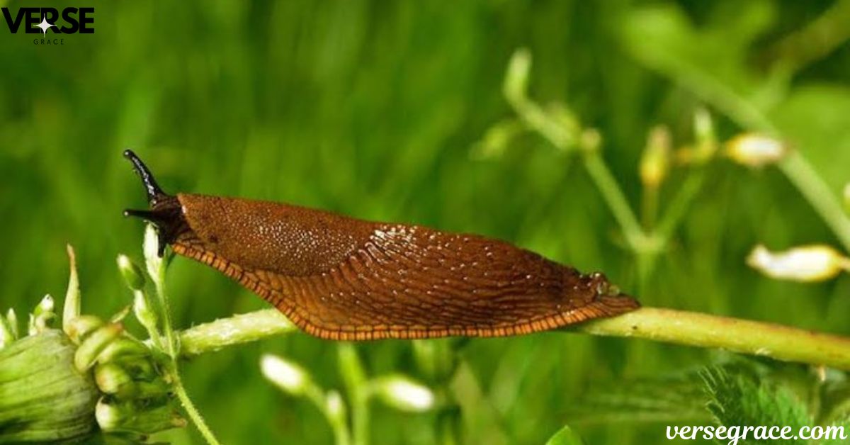 Why a Slug in Your Home is a Spiritual Sign