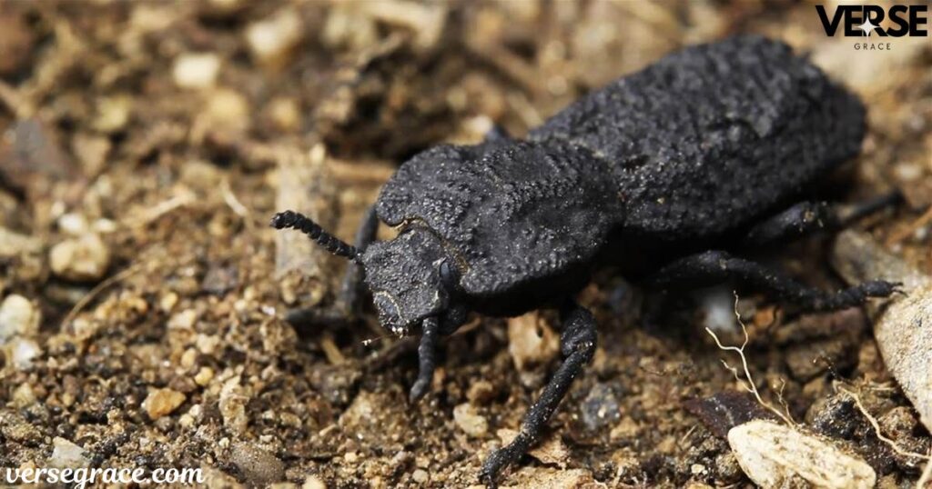 The Role of Black Beetles in Culture and History