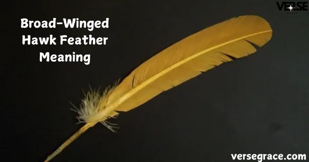 Broad-Winged Hawk Feather Meaning