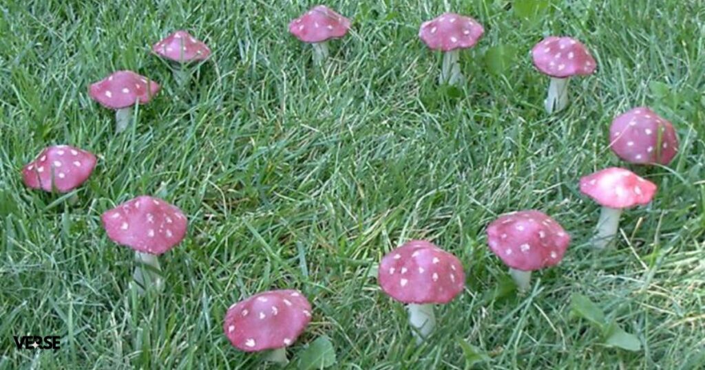 fairy rings in grass 1