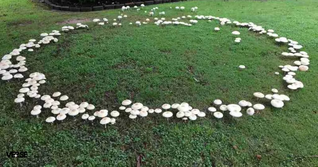 fairy rings in grass 3