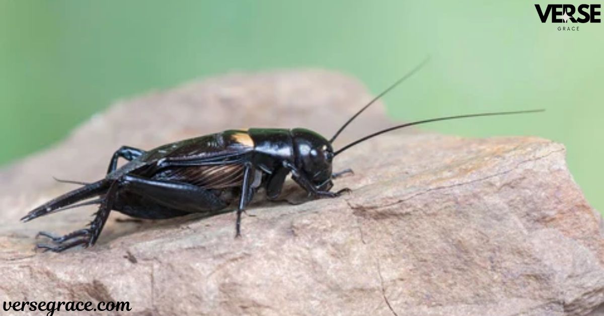 Finding a Black Cricket in Your House Meaning