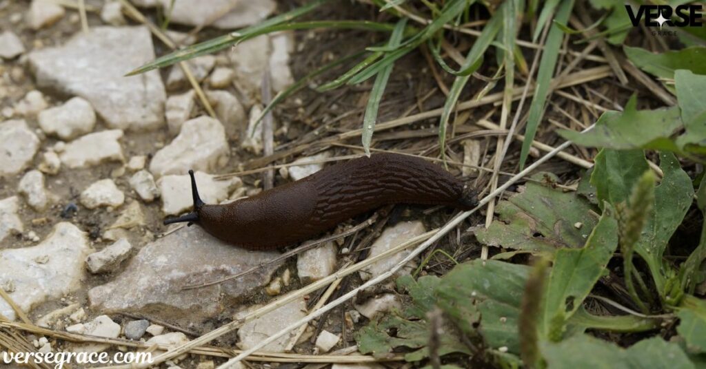 General Spiritual Symbolism of Slugs