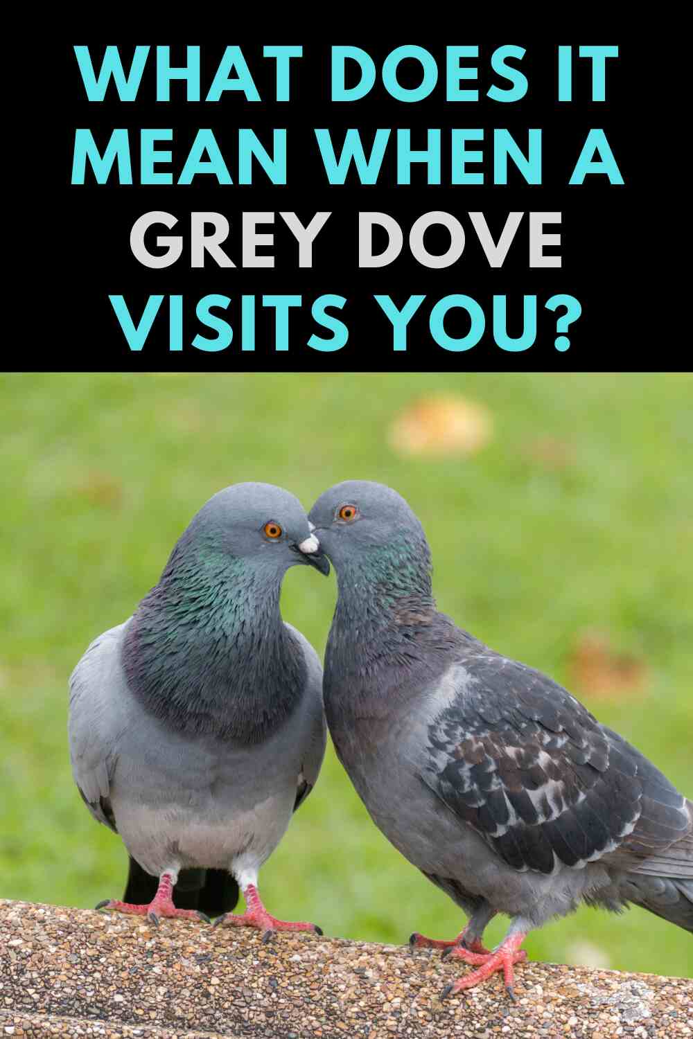 grey dove visits you