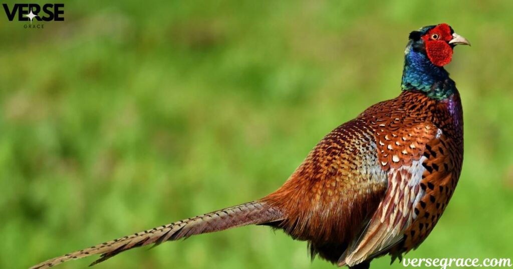 Pheasant Symbolism & Meaning