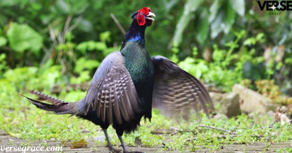 Pheasant Totem Animal