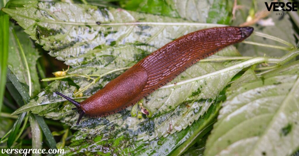 Practical Spiritual Lessons from Slugs