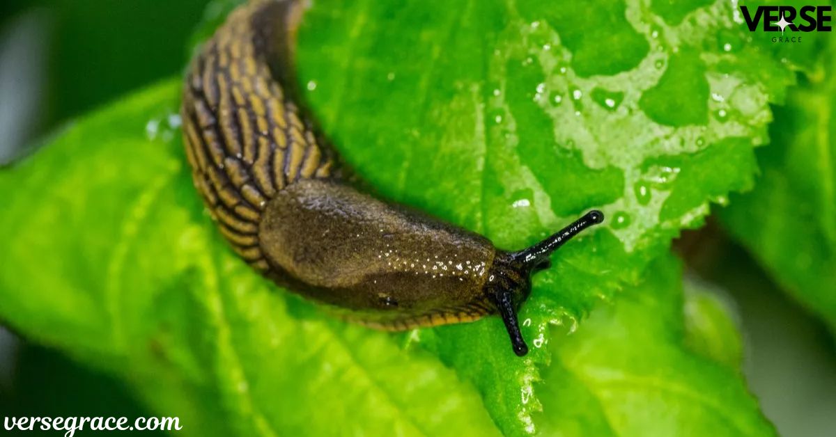 Slug Totem, Spirit, and Power Animal