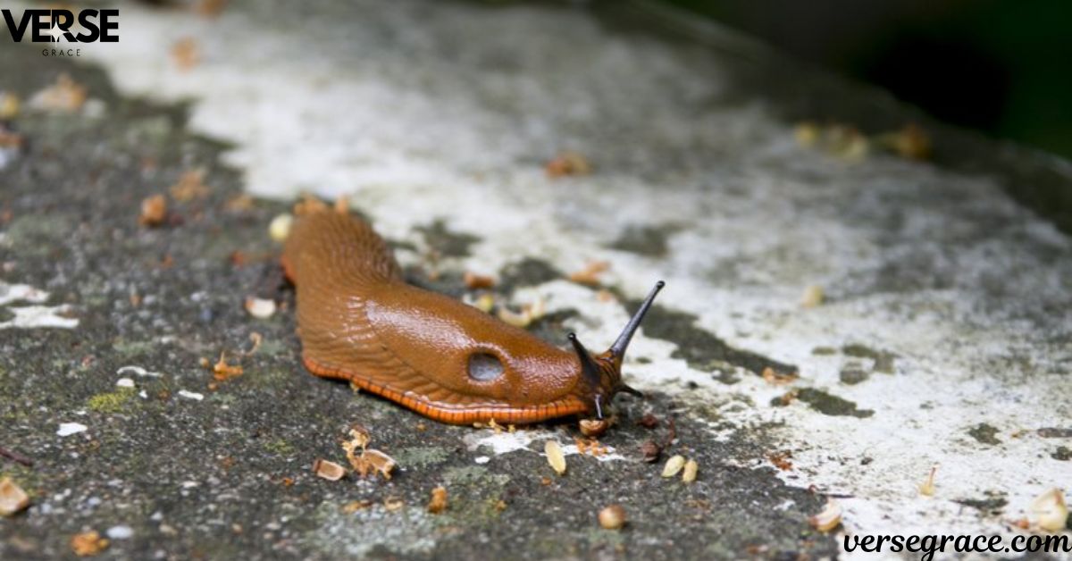 Specific Meanings of Slugs in the House