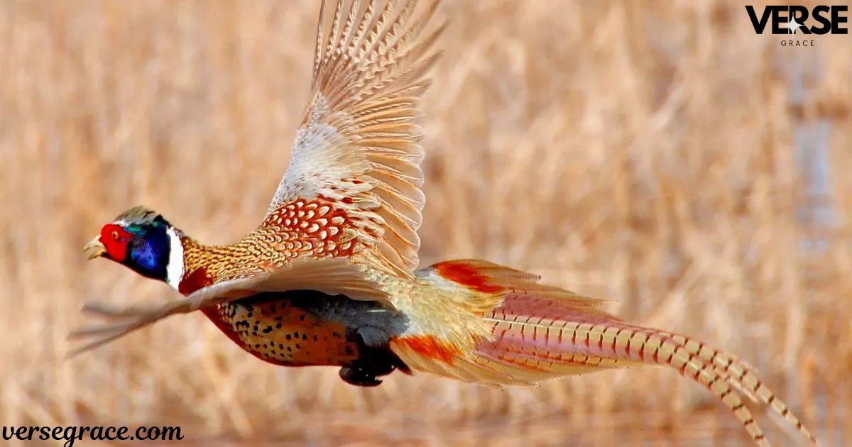 Spiritual Meaning of a Pheasant