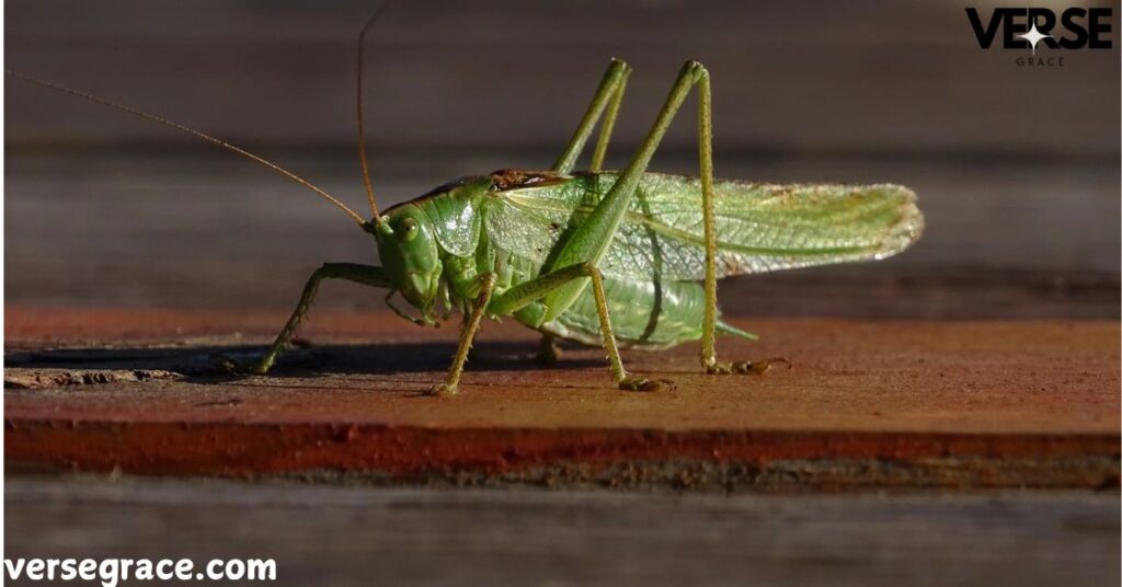 Spiritual Meaning Of Grasshopper in Your Path