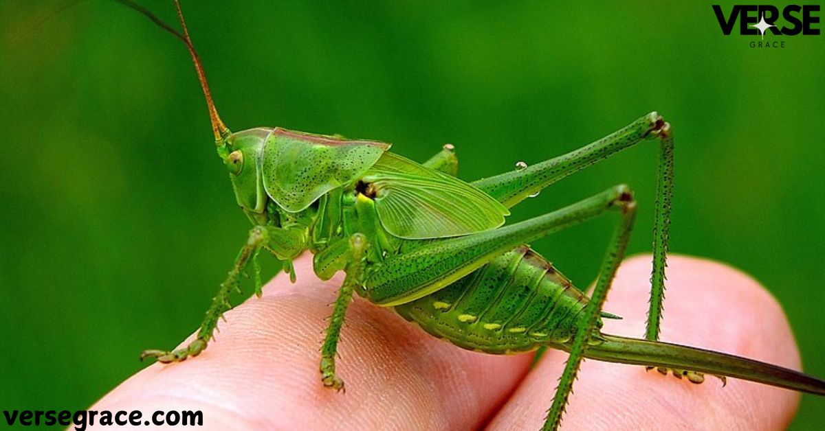 Spiritual Meaning of Grasshopper Landing on You