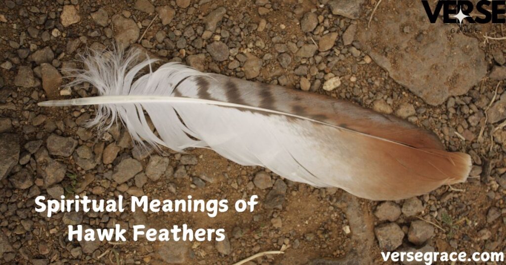 Spiritual Meanings of Hawk Feathers