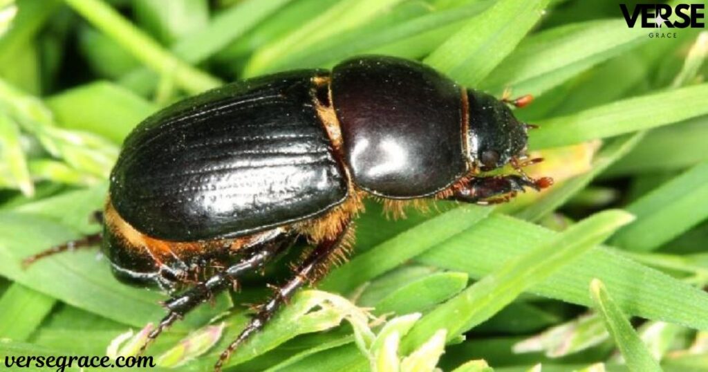 Symbolic Color Meaning of a Beetle