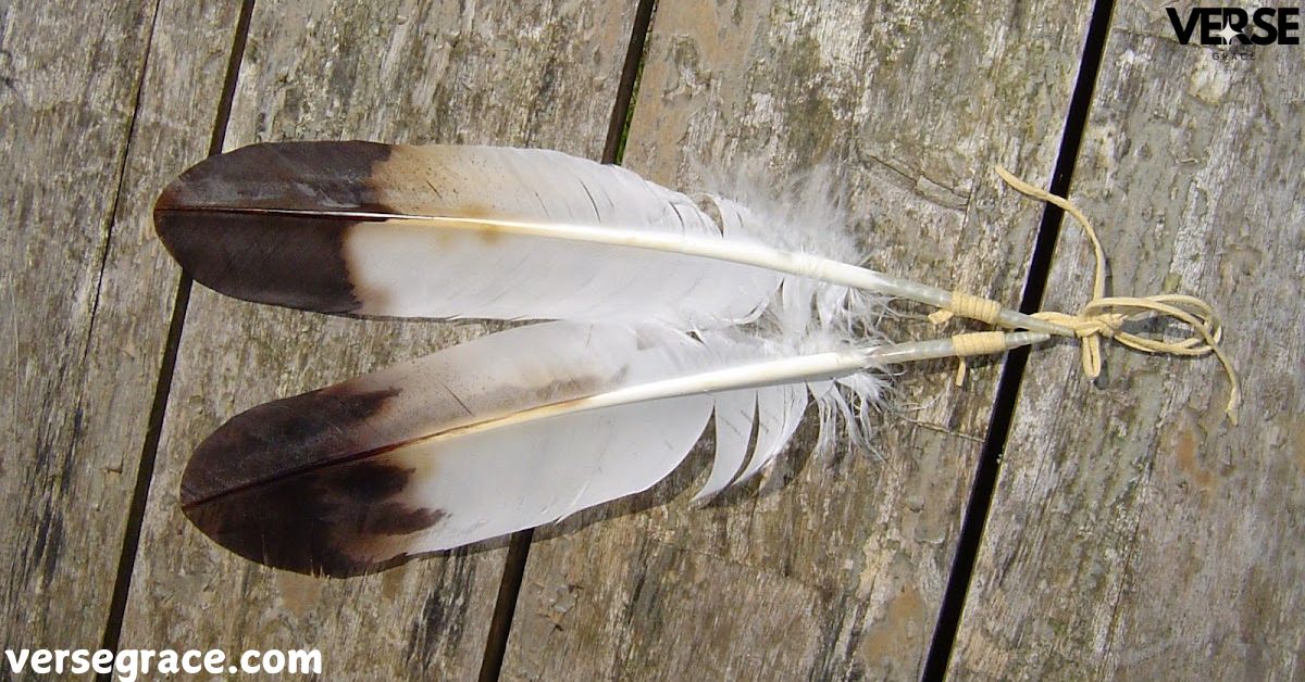 The Secret Meaning of Finding a Hawk Feather