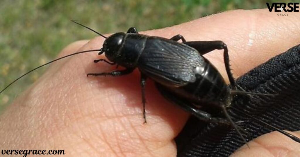 The Symbolism of the Black Cricket