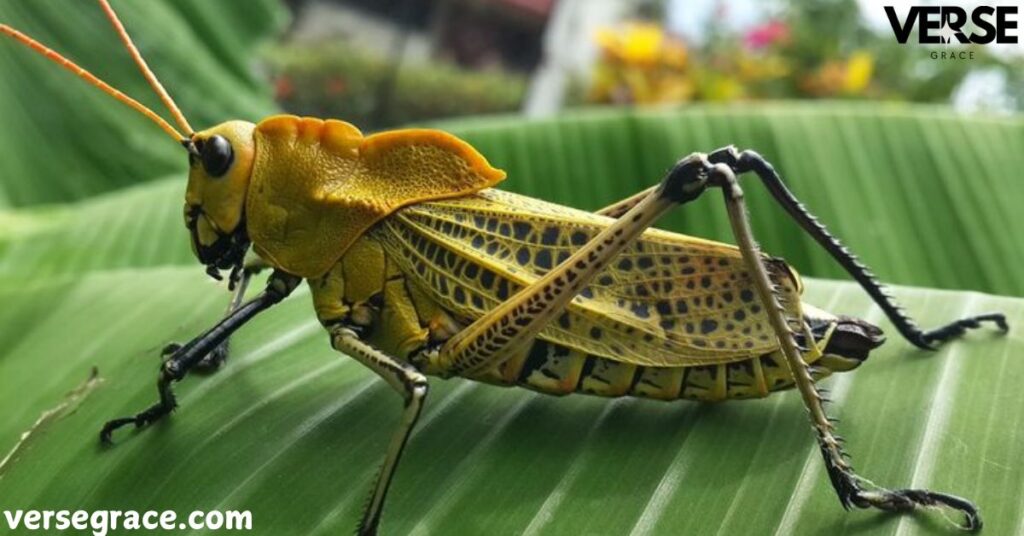 What Do Grasshoppers Symbolize?