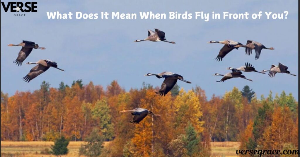 What Does It Mean When Birds Fly in Front of You?