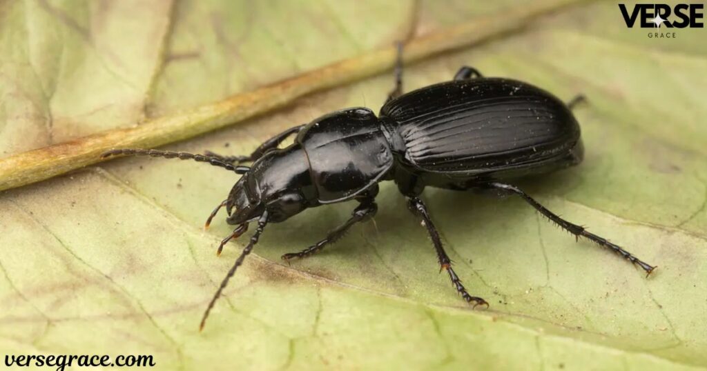 What is the 1930s Symbolic Meaning of Seeing a Beetle?