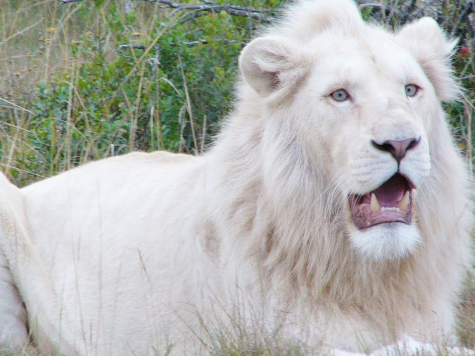 white lion symbolism